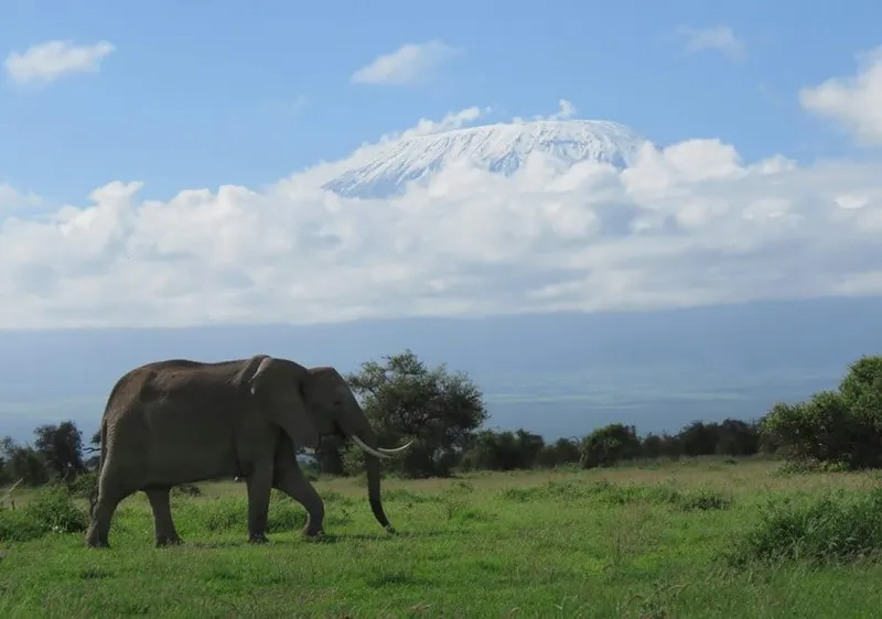 An elephant crossing in front of Kilimanjaro in Amboseli
