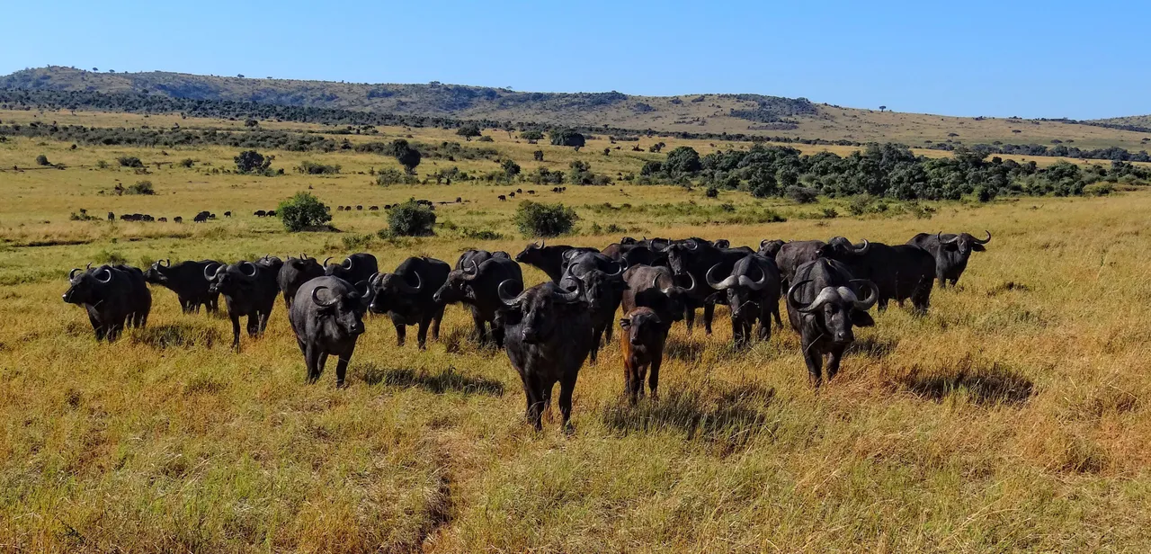 A Cape buffalo on the Mara plains