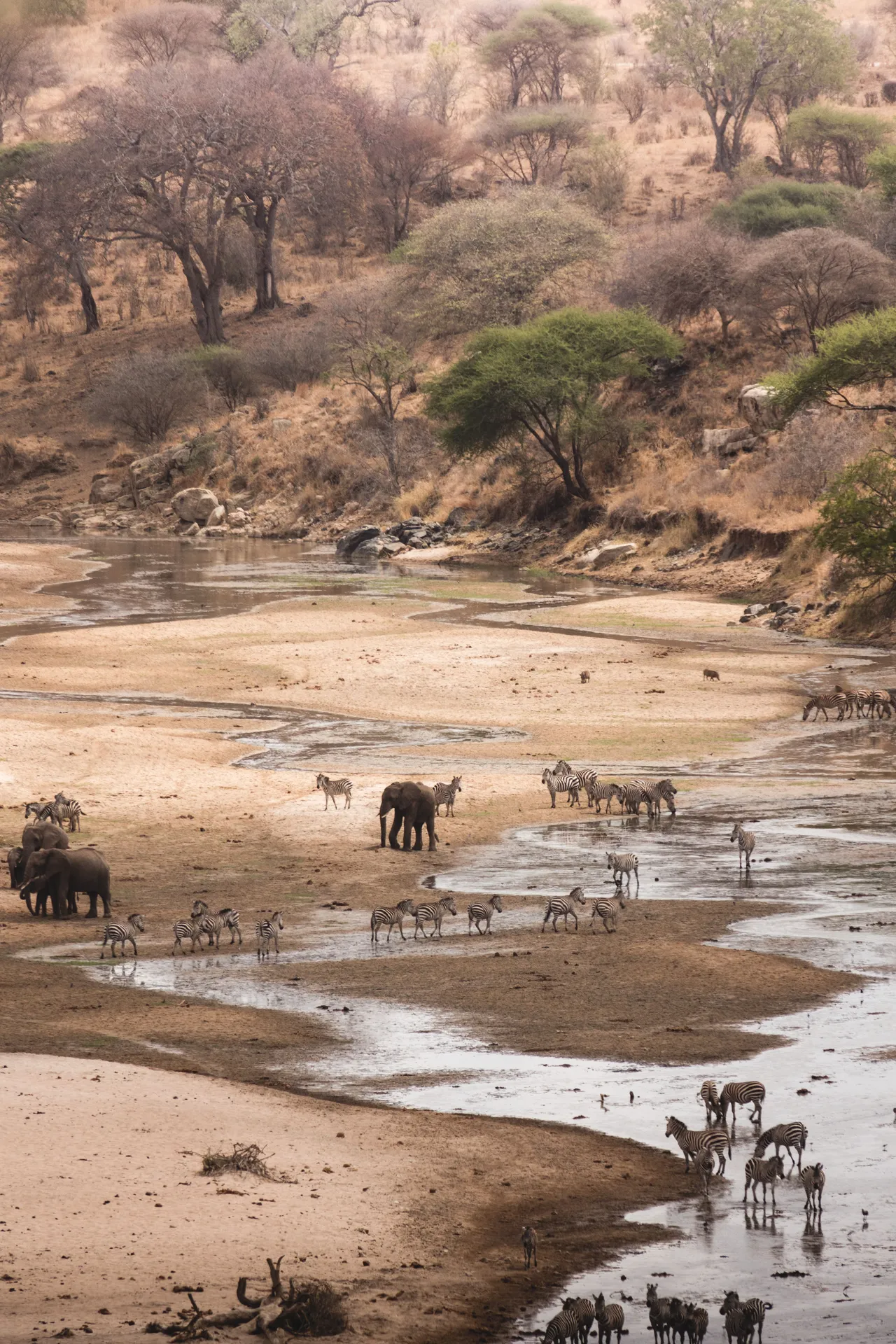 Wild animals gather around a natural waterhole, cooling off and drinking beneath the warm African sun.
