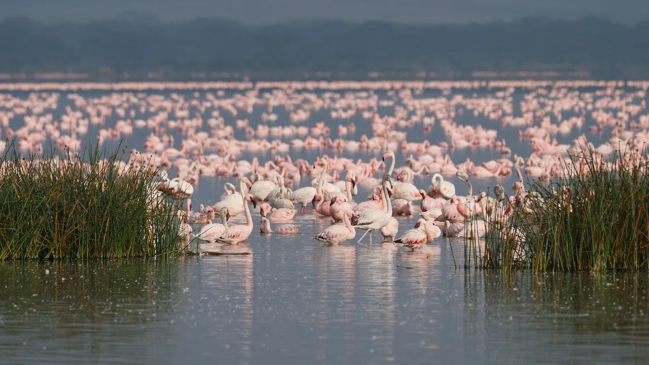 Lake Nakuru, one night in the rhino park, Lake Nakuru
