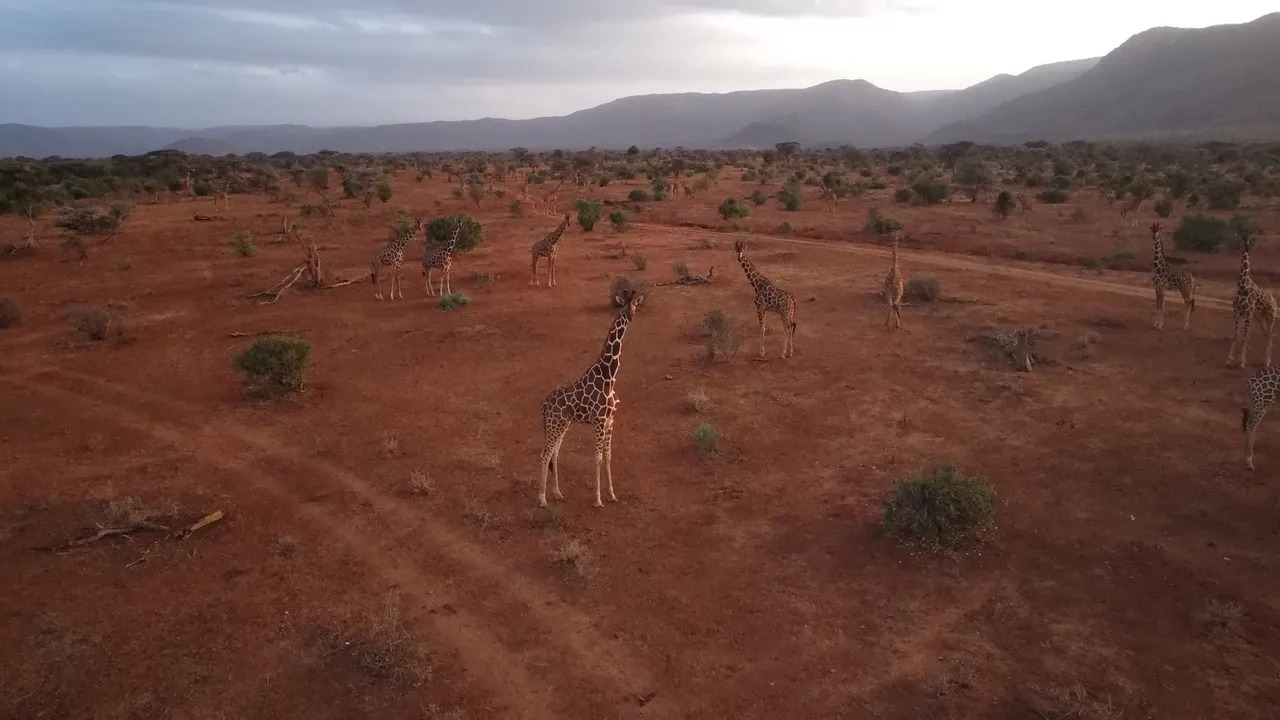 Giraffes wander gracefully across the vast red-earth landscape, surrounded by scattered acacia trees