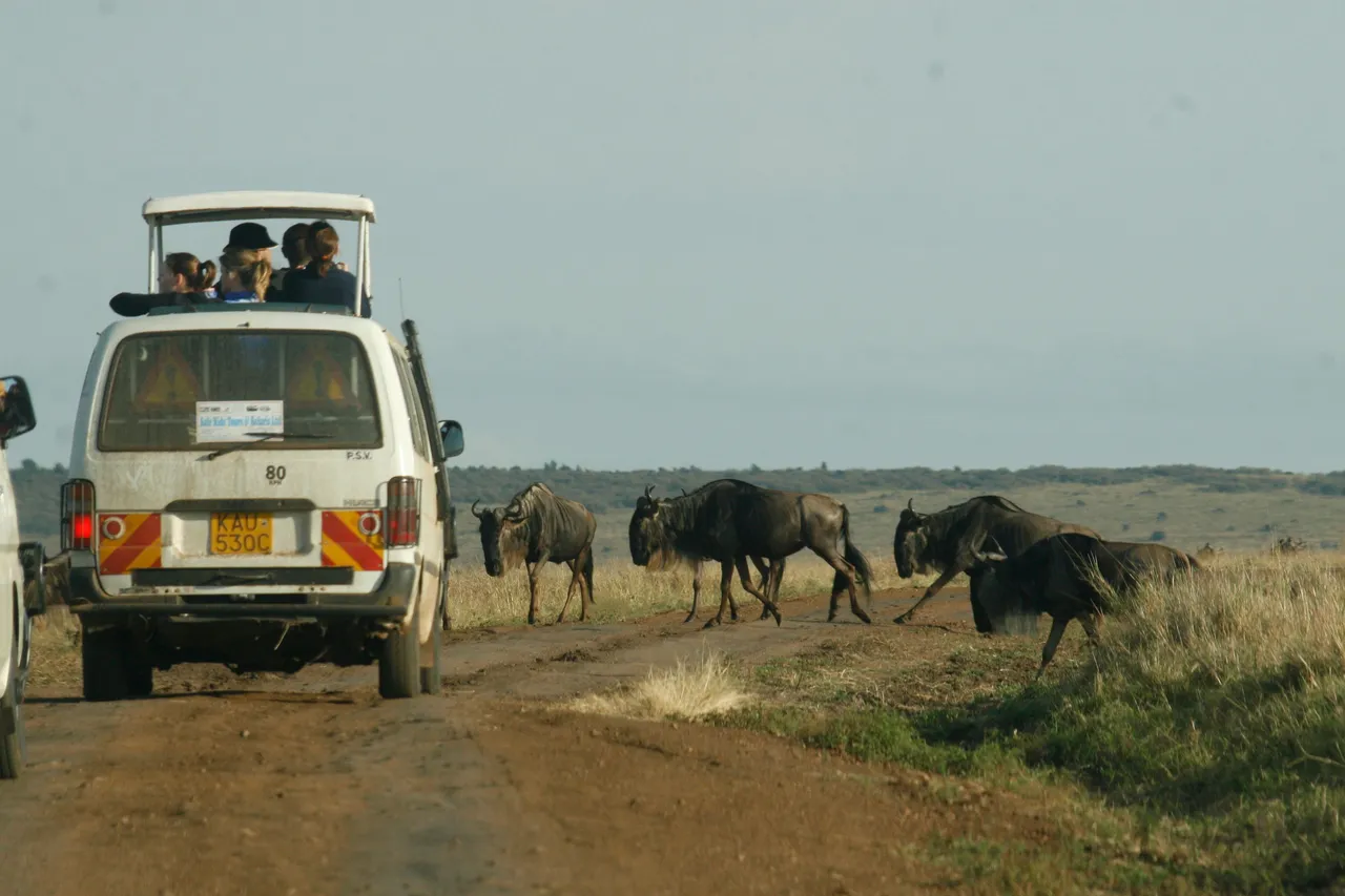 Guests watching wildebeest cross the track from a pop-top vehicle