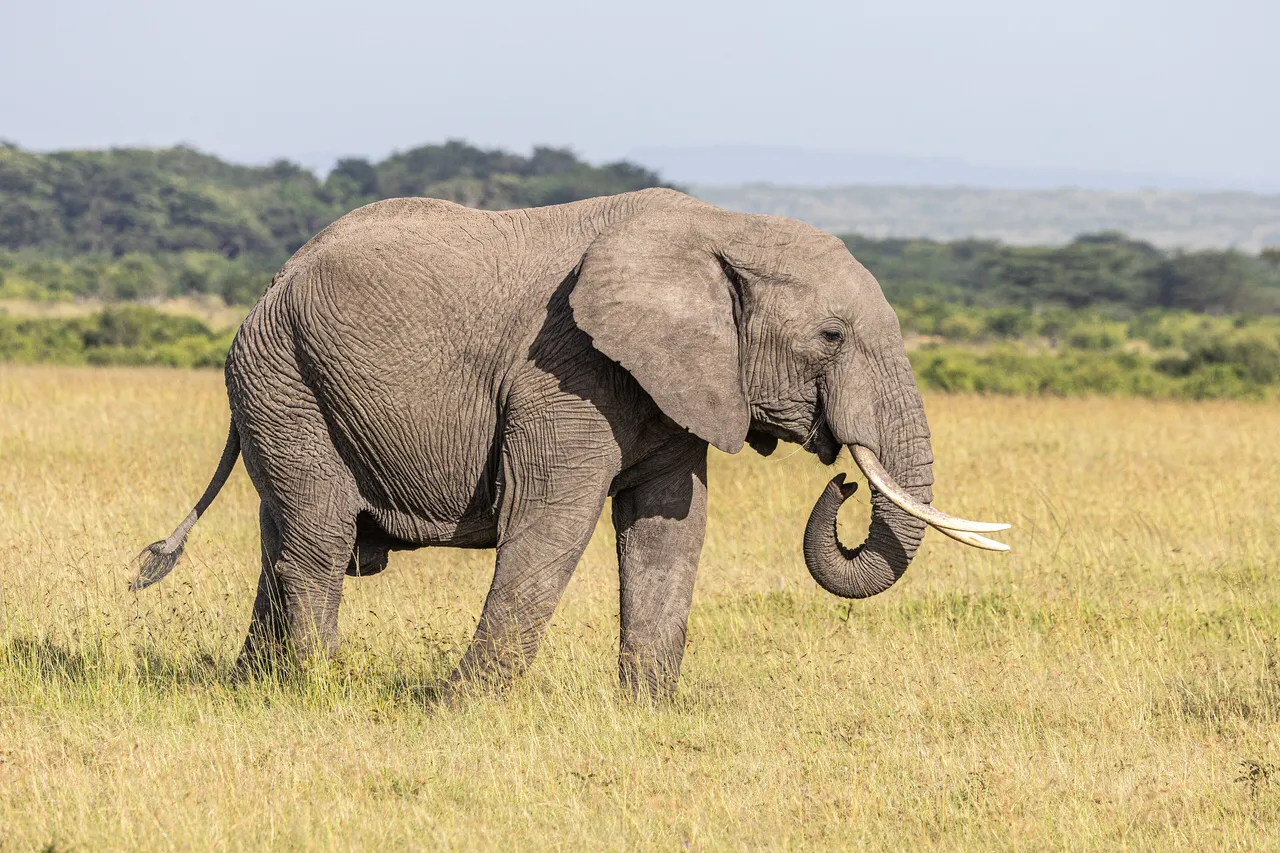 An elephant in the Masai Mara
