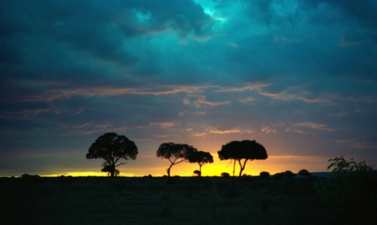 Sunset over acacia on the Masai Mara