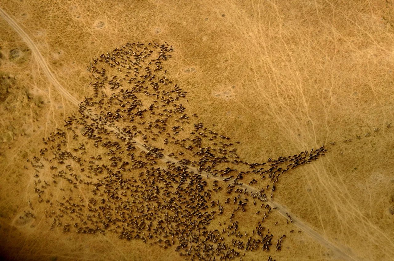 Wildebeest strung out across the plains