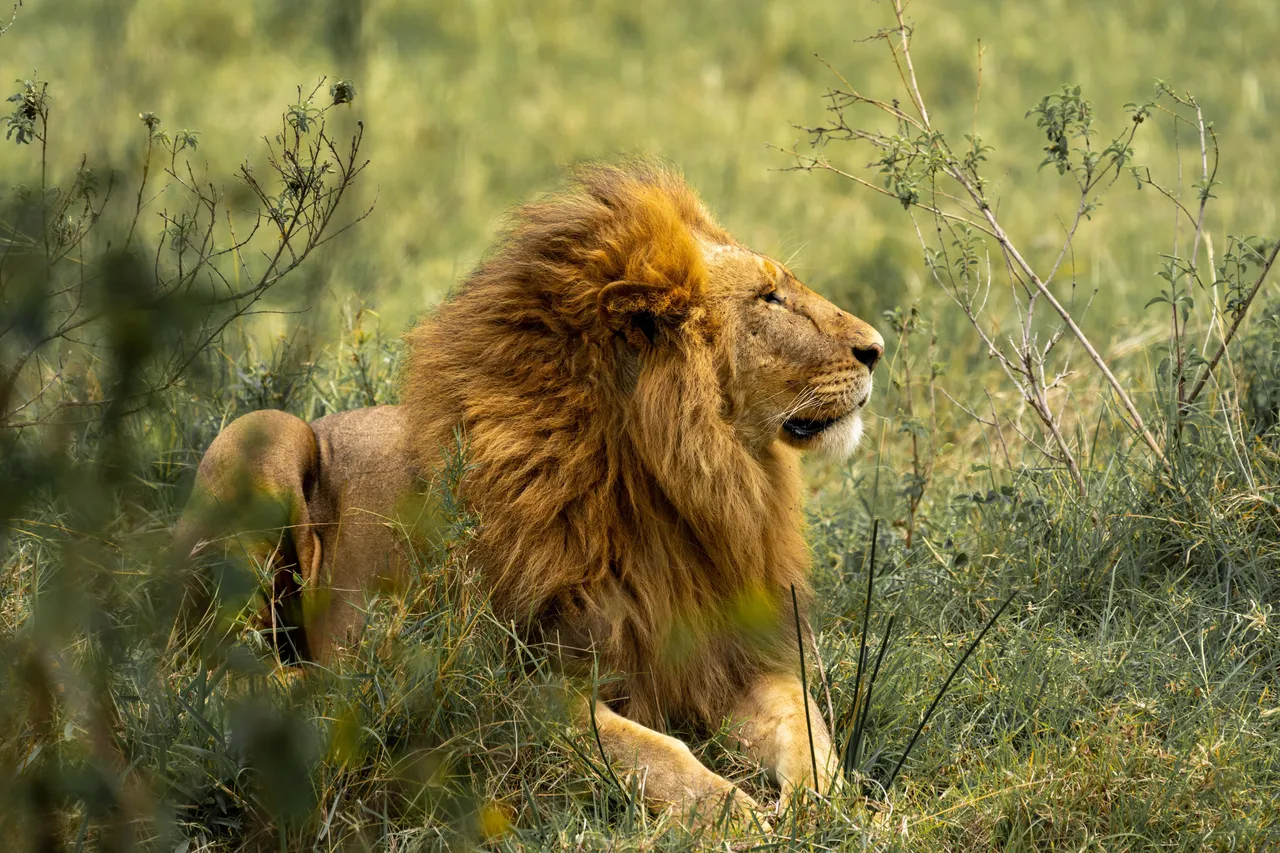A male lion resting in long grass in the Masai Mara