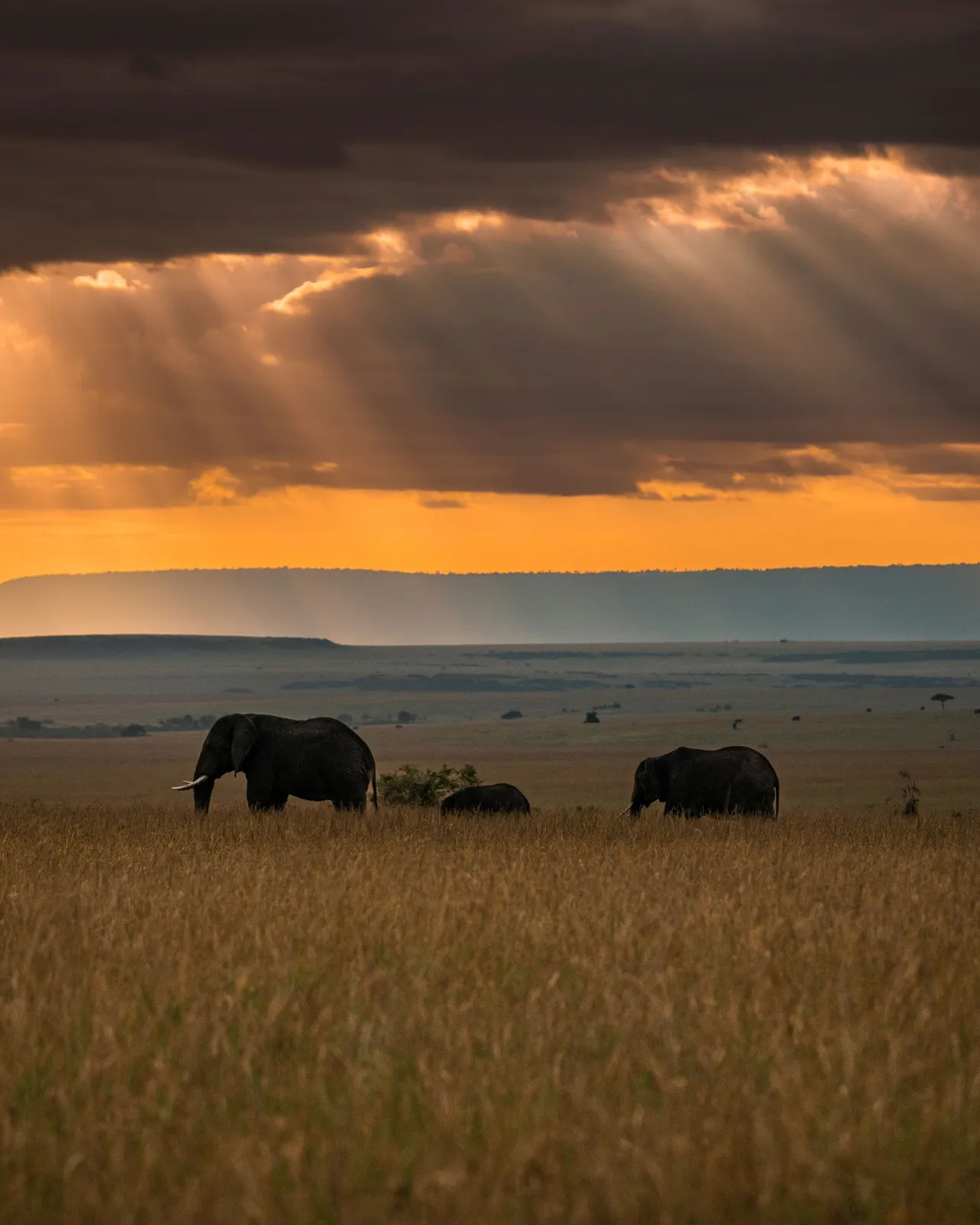 Elephants roam across the golden savanna as the warm evening light creates a magical African sunset.