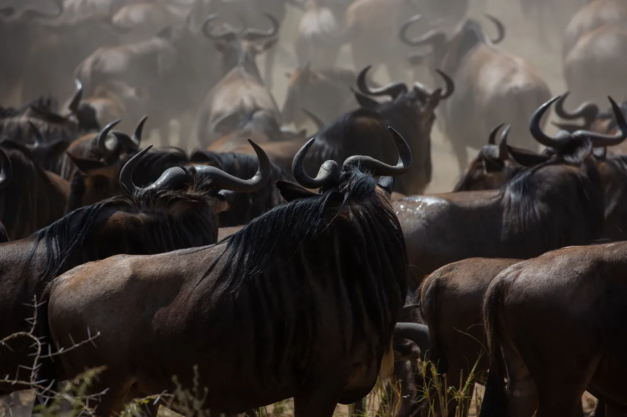 Thousands of wildebeest gather across the savanna, creating one of Kenya’s most spectacular wildlife experiences.