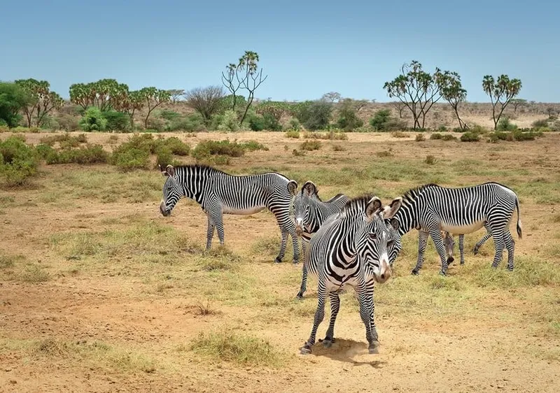 Samburu and the northern five, Samburu
