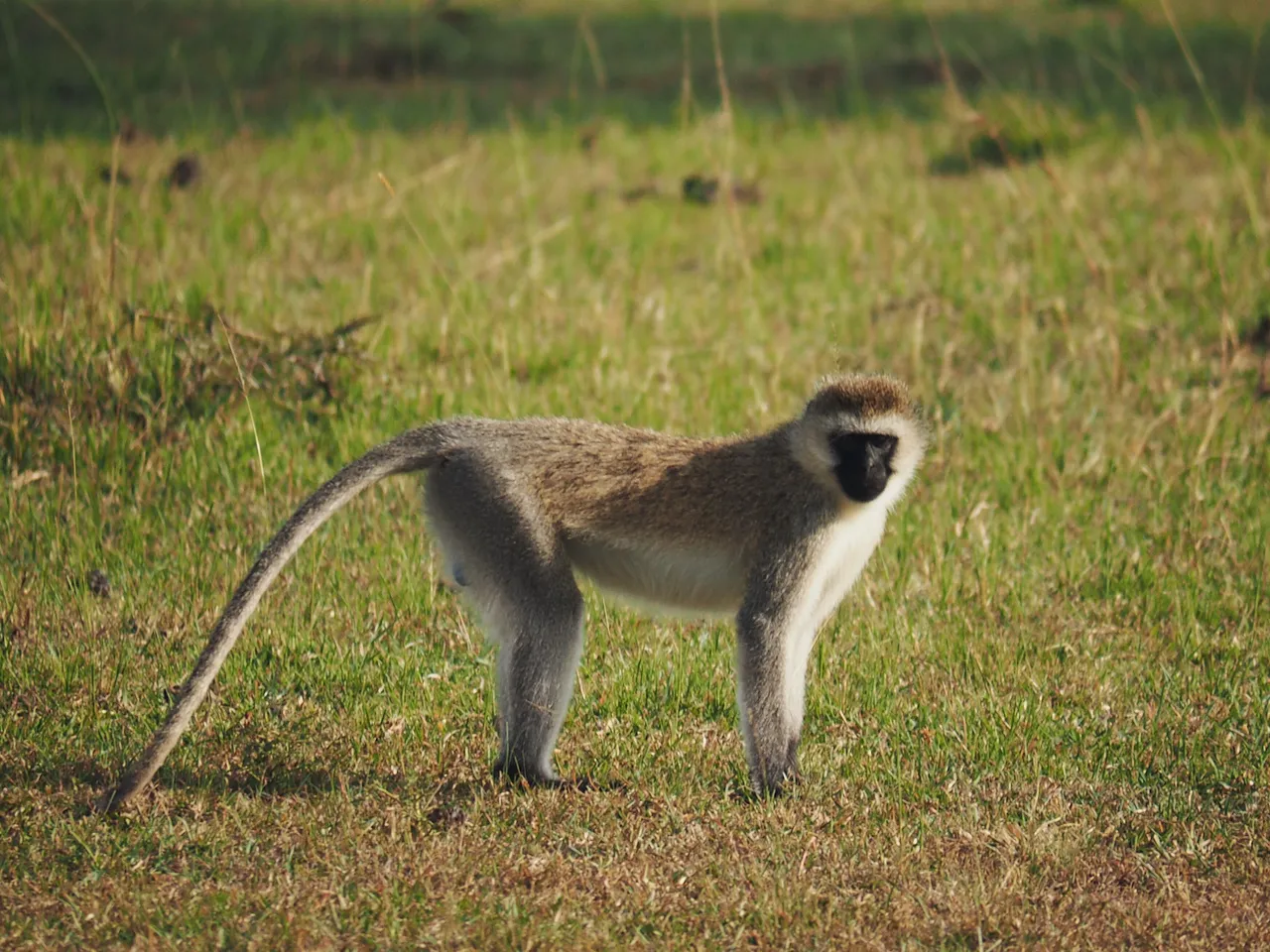 A vervet monkey