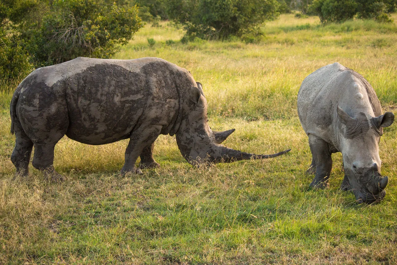 White rhino grazing on open grassland