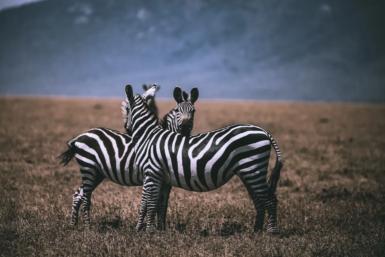 Two zebras stand proudly on the open savanna, their striking black-and-white stripes contrasting against the golden grassland.